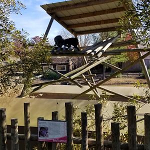 Metro Richmond - Binturongs