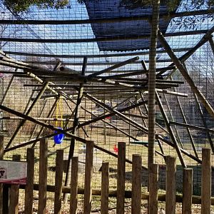 Metro Richmond - White-handed Gibbon