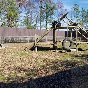 Metro Richmond - Asiatic Black Bears