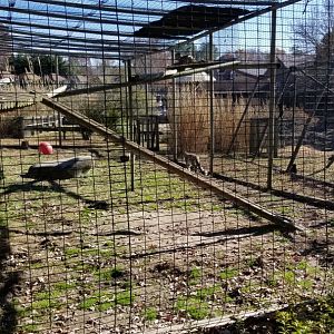 Metro Richmond - Snow Leopards