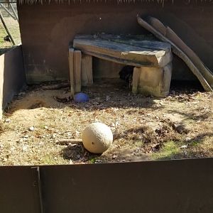 Metro Richmond - Indian Crested Porcupine
