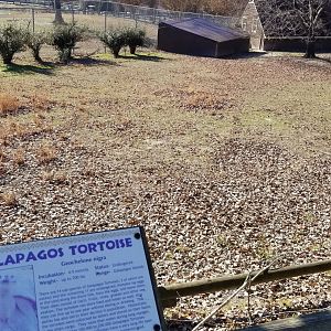 Metro Richmond - outdoor Galapagos Tortoise yard