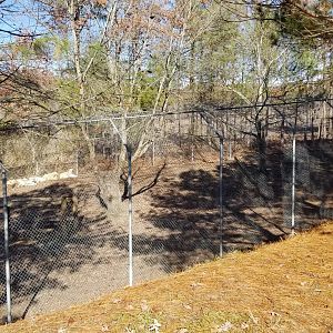 Metro Richmond - white Lions