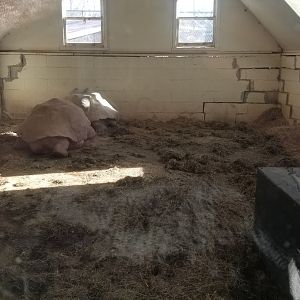 Metro Richmond - Galapagos Tortoises