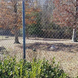 Metro Richmond - Cheetah exhibit