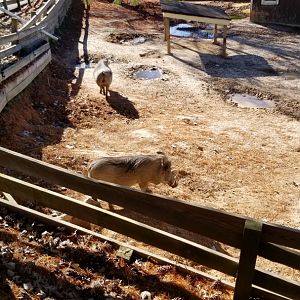 Metro Richmond - Warthogs