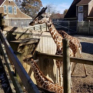 Metro Richmond - Giraffes in other yard, with 2 week old baby