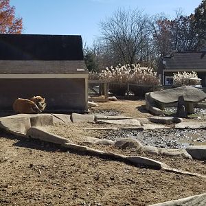 Metro Richmond - Red River Hogs