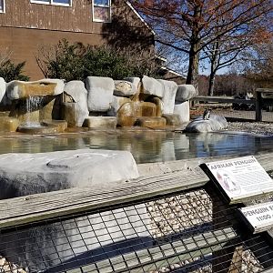 Metro Richmond - African Penguins