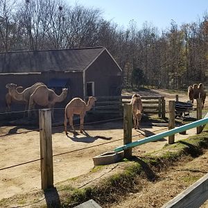 Metro Richmond - Dromedary, Bactrian camels