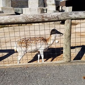 Metro Richmond - Fallow Deer in barnyard