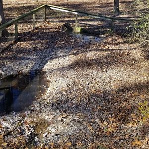 Metro Richmond - American Alligator outdoor yard