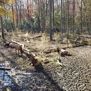 Metro Richmond - Elk