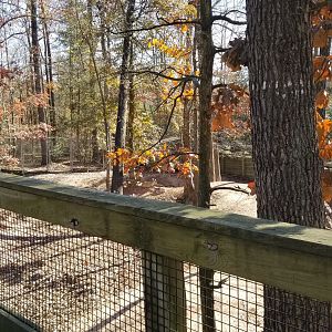 Metro Richmond - Armenian Mouflon