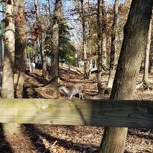 Metro Richmond - Fallow Deer