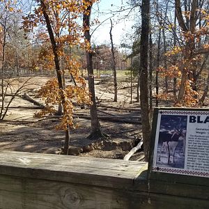 Metro Richmond - Part of Tahr/Markhor/Blackbuck yard