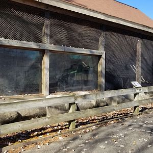 Metro Richmond - African Clawless Otters