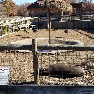 Metro Richmond - Brazilian Tapir, Rhea