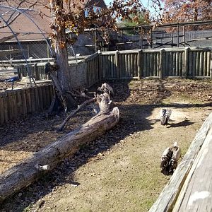 Metro Richmond - Rueppell's Griffon Vultures