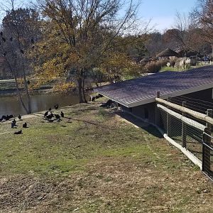 Metro Richmond - Giant Anteater (and lots of turkey vultures)
