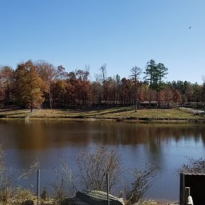 Metro Richmond - view over pond to Gemsbok