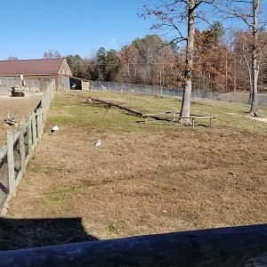 Metro Richmond - Grant's Gazelle, White Stork, Stanley Crane