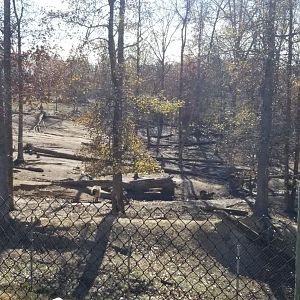 Metro Richmond - another view of Tahr/Markhor/Blackbuck yard