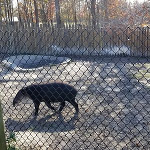 Metro Richmond - Tapir