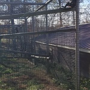 Metro Richmond - Diana Monkey, DeBrazza's Monkey in background