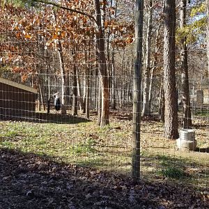 Metro Richmond - Marabou Stork