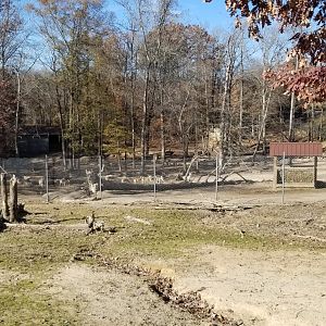 Metro Richmond - large herd of blackbuck behind fence