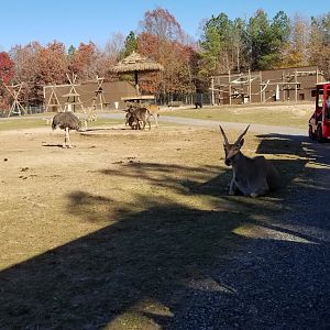 Metro Richmond - Eland, Waterbuck, Ostrich, etc