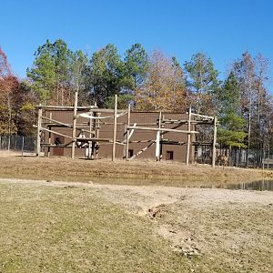 Metro Richmond - Chimpanzee island in safari area