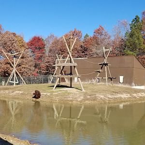 Metro Richmond - Orangutan island in safari area