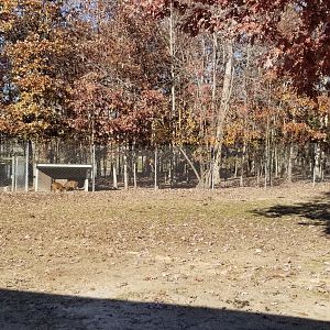 Metro Richmond - Indian Muntjac