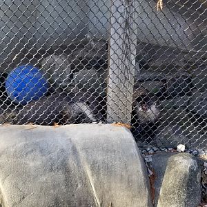 Metro Richmond - African Clawless Otter