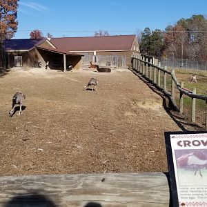 Metro Richmond - Llama, rhea