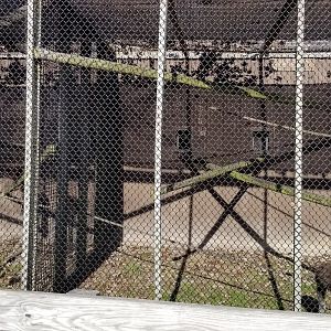 Metro Richmond - Red Titi Monkeys