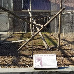 Metro Richmond - Lesser Spot-nosed Monkey