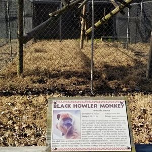 Metro Richmond - Black Howler Monkey