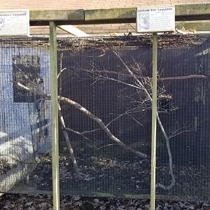 Metro Richmond - Geoffroy's Tamarin, Cotton Top Tamarin