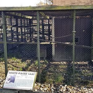 Metro Richmond - White-faced Saki