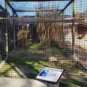 Metro Richmond - Red-billed Toucan
