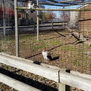 Metro Richmond - King Vulture, Klipspringer