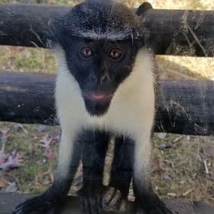 Metro Richmond - Diana Monkey