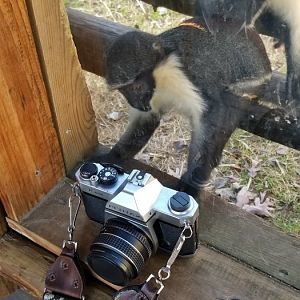 Metro Richmond - young Diana Monkeys trying to figure out my camera