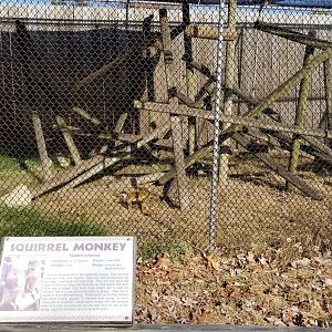 Metro Richmond - Squirrel Monkeys