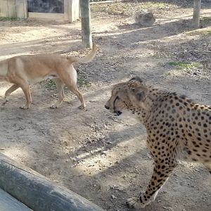 Metro Richmond - Kumbali and Kago