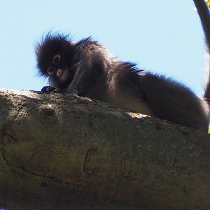 Dusky Langur