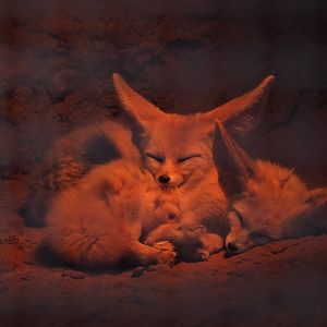 Fennec Foxes